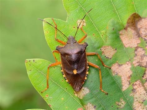 insects philippines|True Bugs (Hemipterans) of the Philippines · iNaturalist.